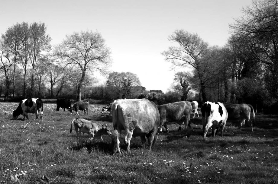 Contre la fermeture des marchés en plein air : lettre ouverte des paysan-nes de la ZAD de Notre-Dame-des-Landes et d’ailleurs