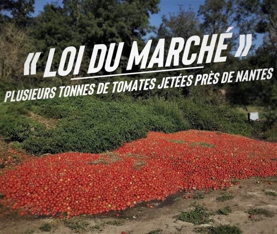 «Loi du marché» : plusieurs tonnes de tomates jetées près de Nantes