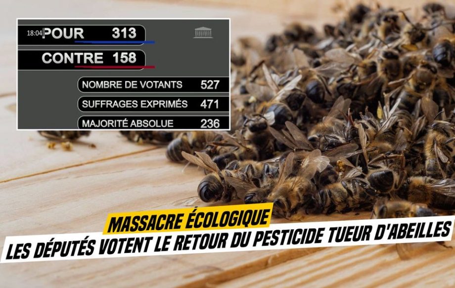 Massacre écologique : les députés votent pour le retour du pesticide tueur d’abeilles