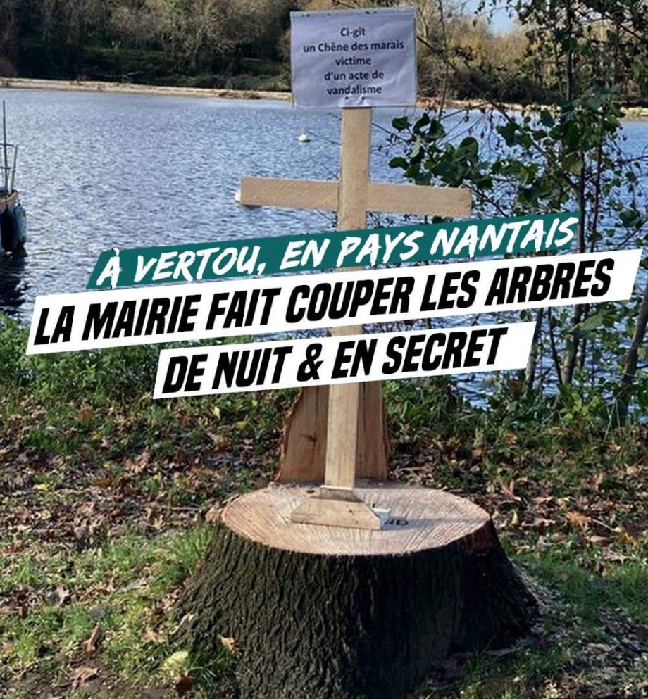 Vertou : la mairie fait couper les arbres de nuit et en secret