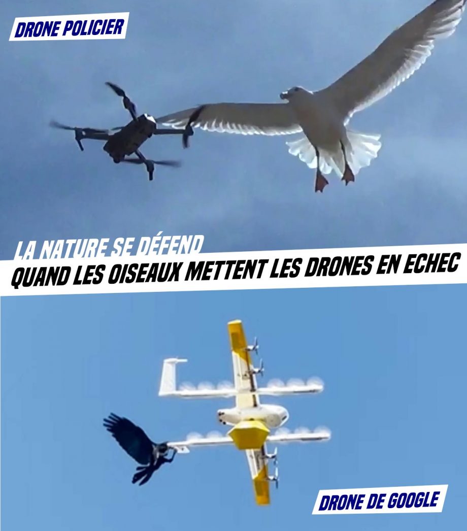 La nature se défend : les oiseaux mettent les drones en échec