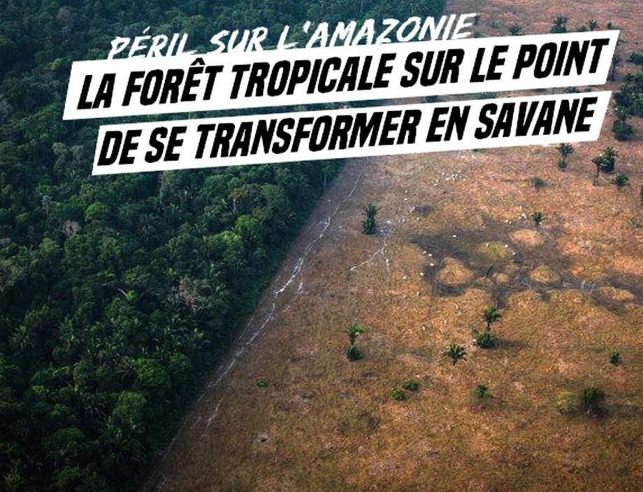 Péril sur l’Amazonie : la forêt tropicale sur le point de se transformer en savane