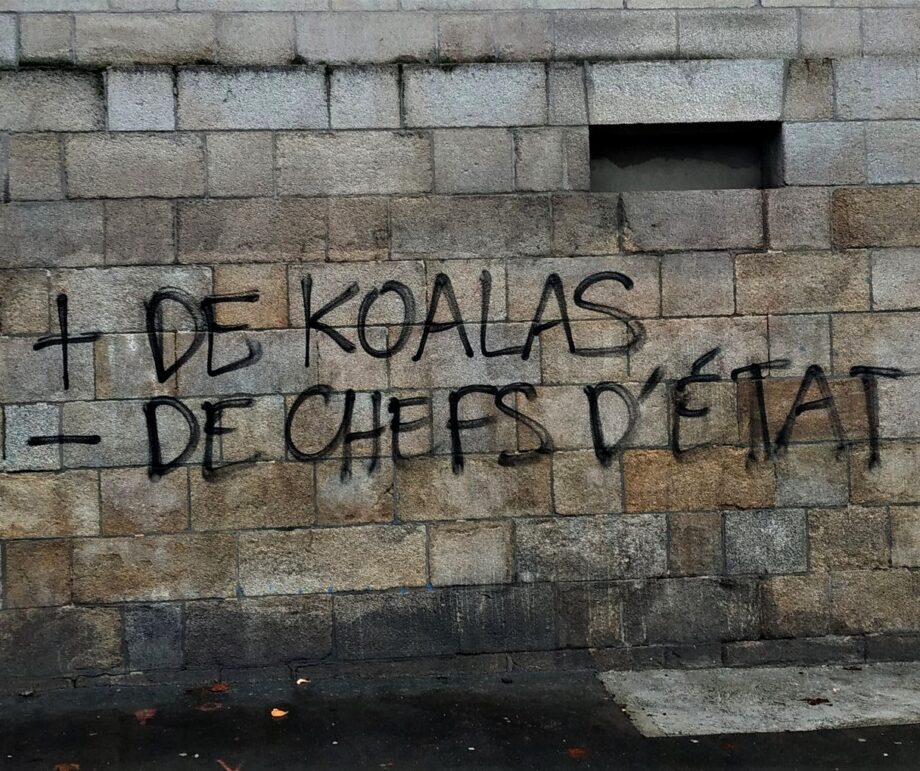 Plus de Koalas