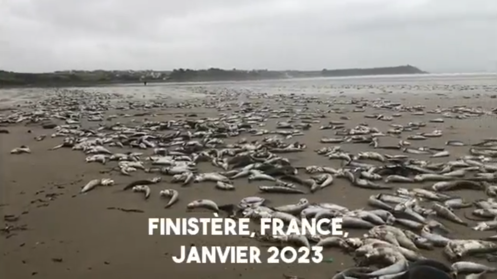 L’océan se meurt
