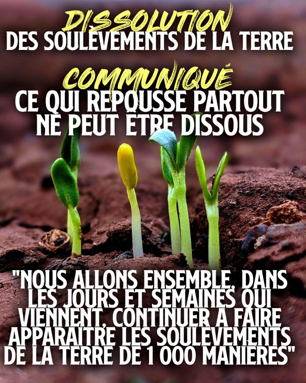De jeunes pousses sortent de terre