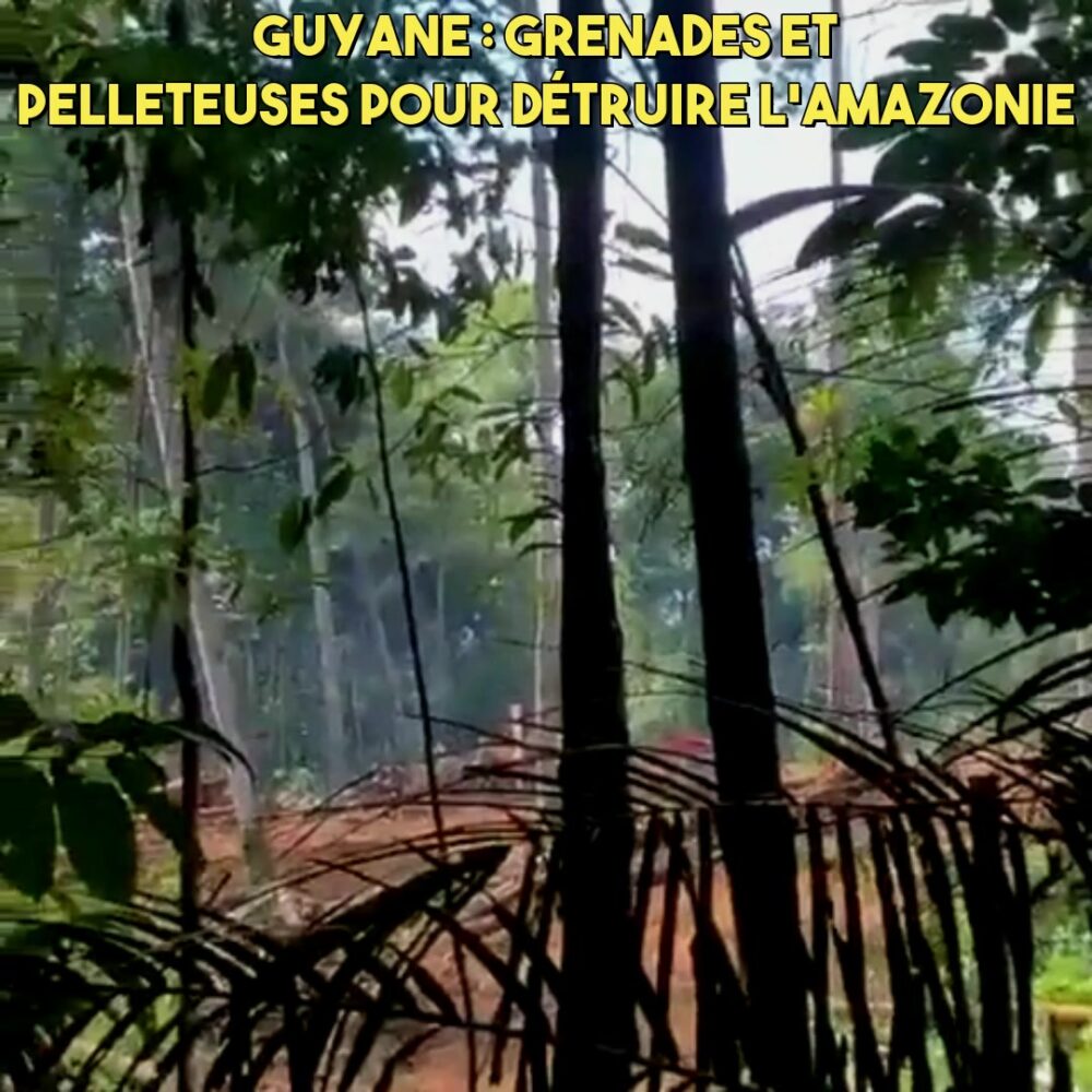 Guyane : pelleteuses et grenades pour détruire la forêt