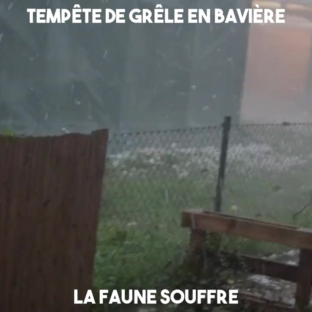 Tempête de grêle en Bavière : la faune souffre