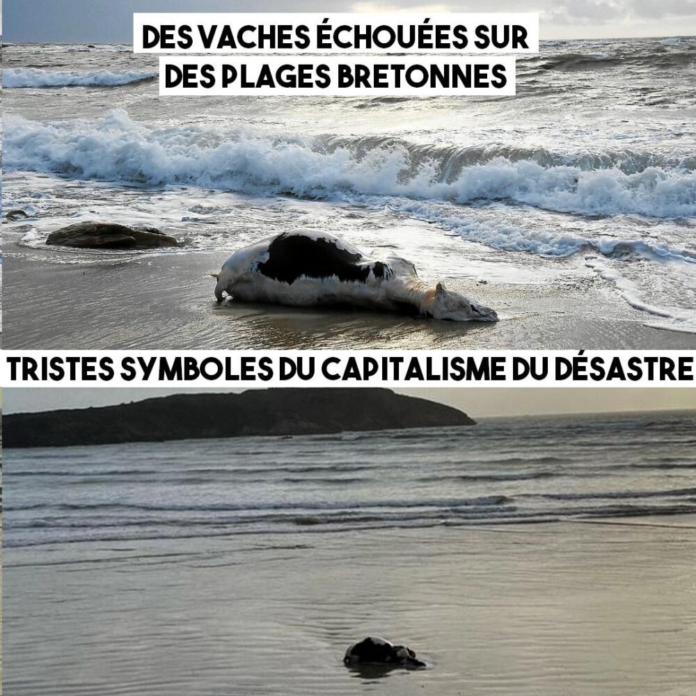 Capitalisme sauvage : des vaches échouées sur les plages bretonnes
