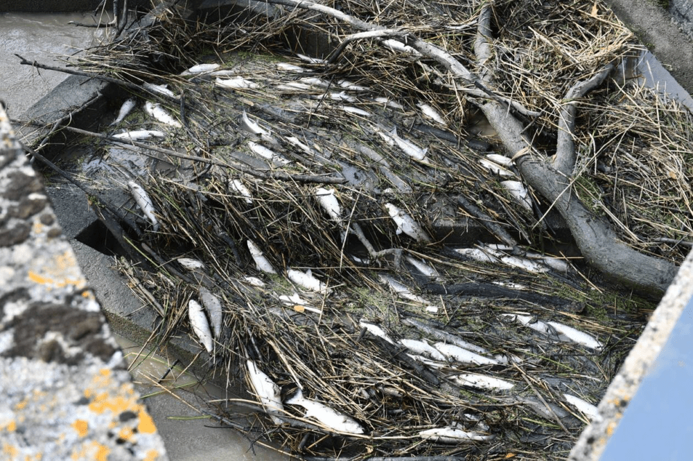 Des tonnes de poissons morts dans la Loire