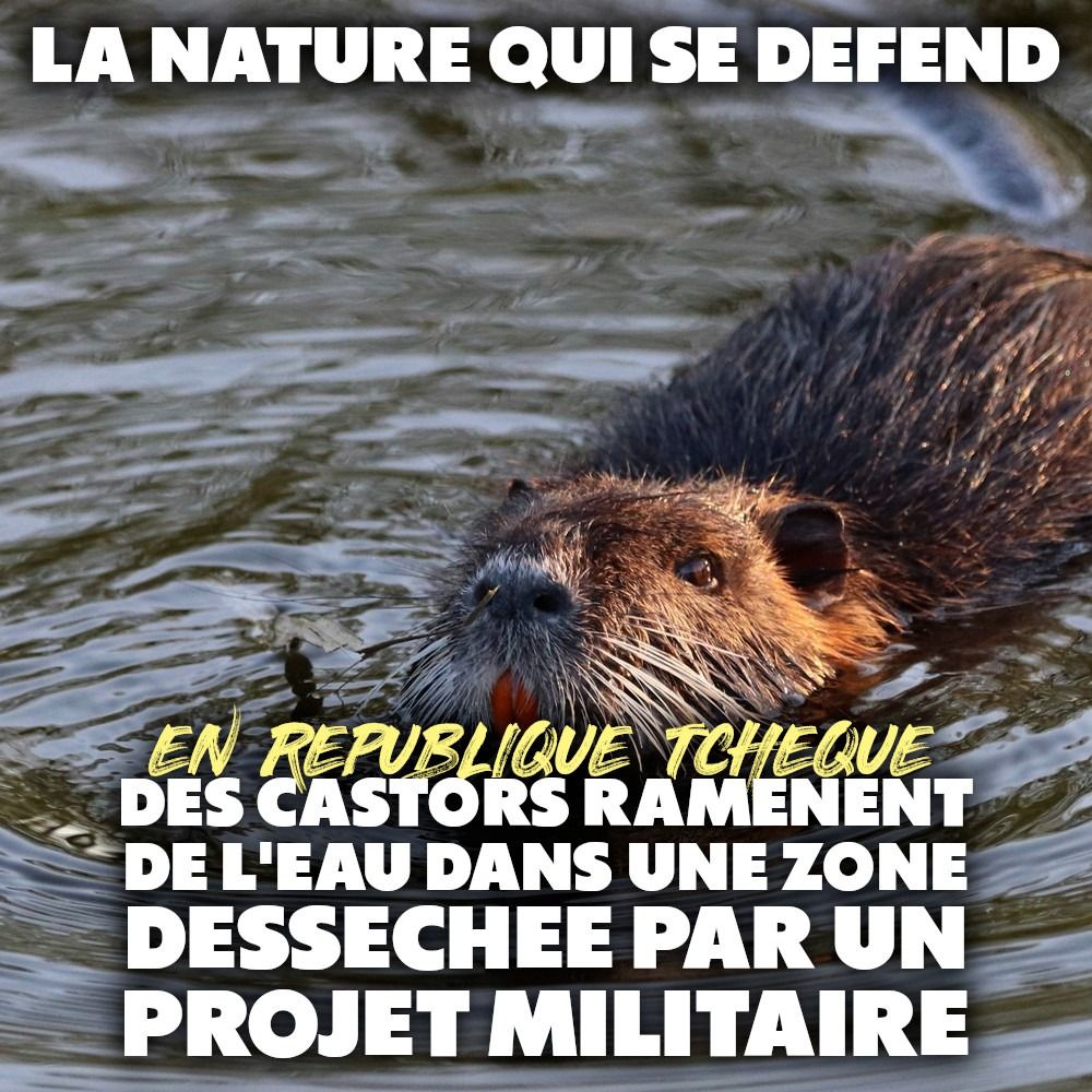 Un castor en train de nager : plus à l'aise dans l'eau, c'est pour cela qu'il construit des barrages.