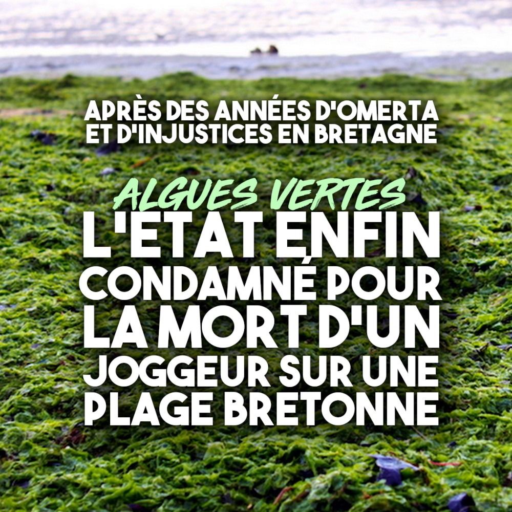 Une plage recouverte d'algues vertes en Bretagne.