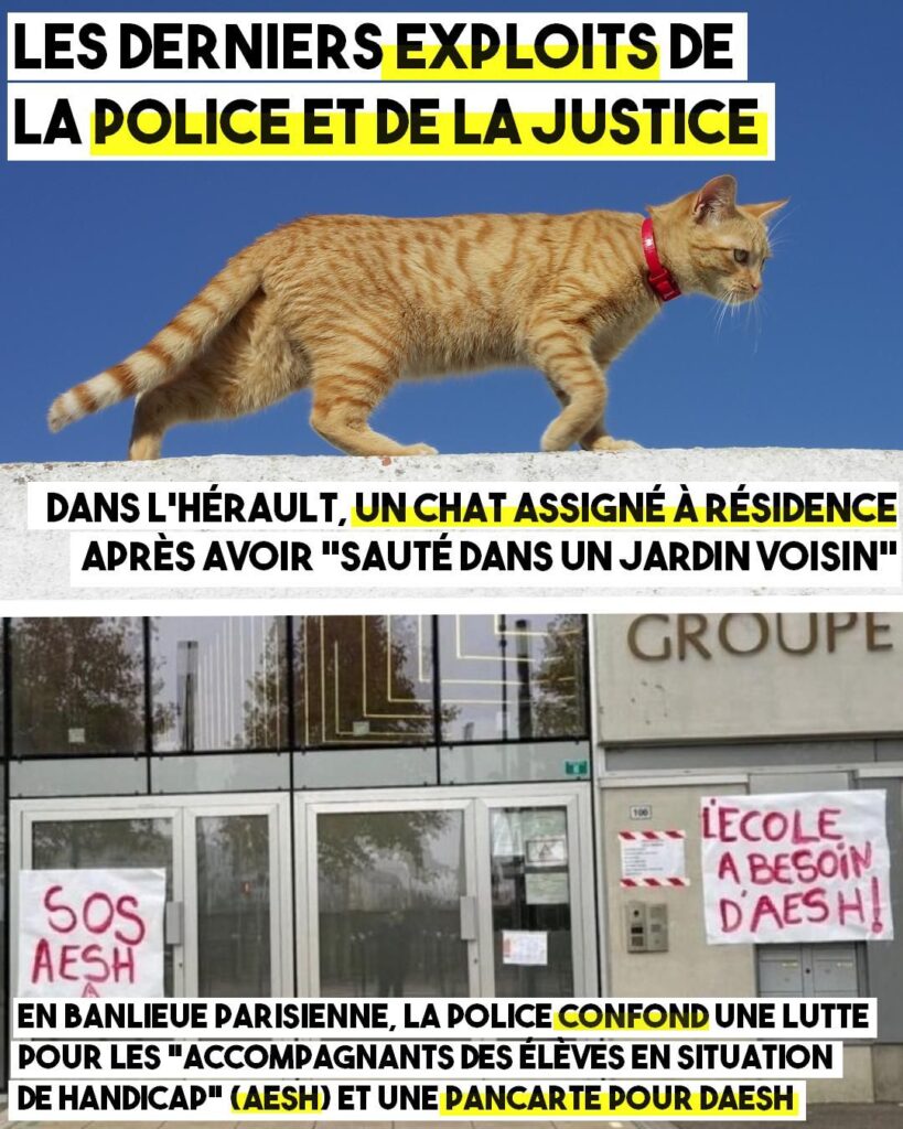 Un chat assigné à résidence par la justice et la police qui confond les AESH avec DAESH, les deux infos insolites de la semaine.