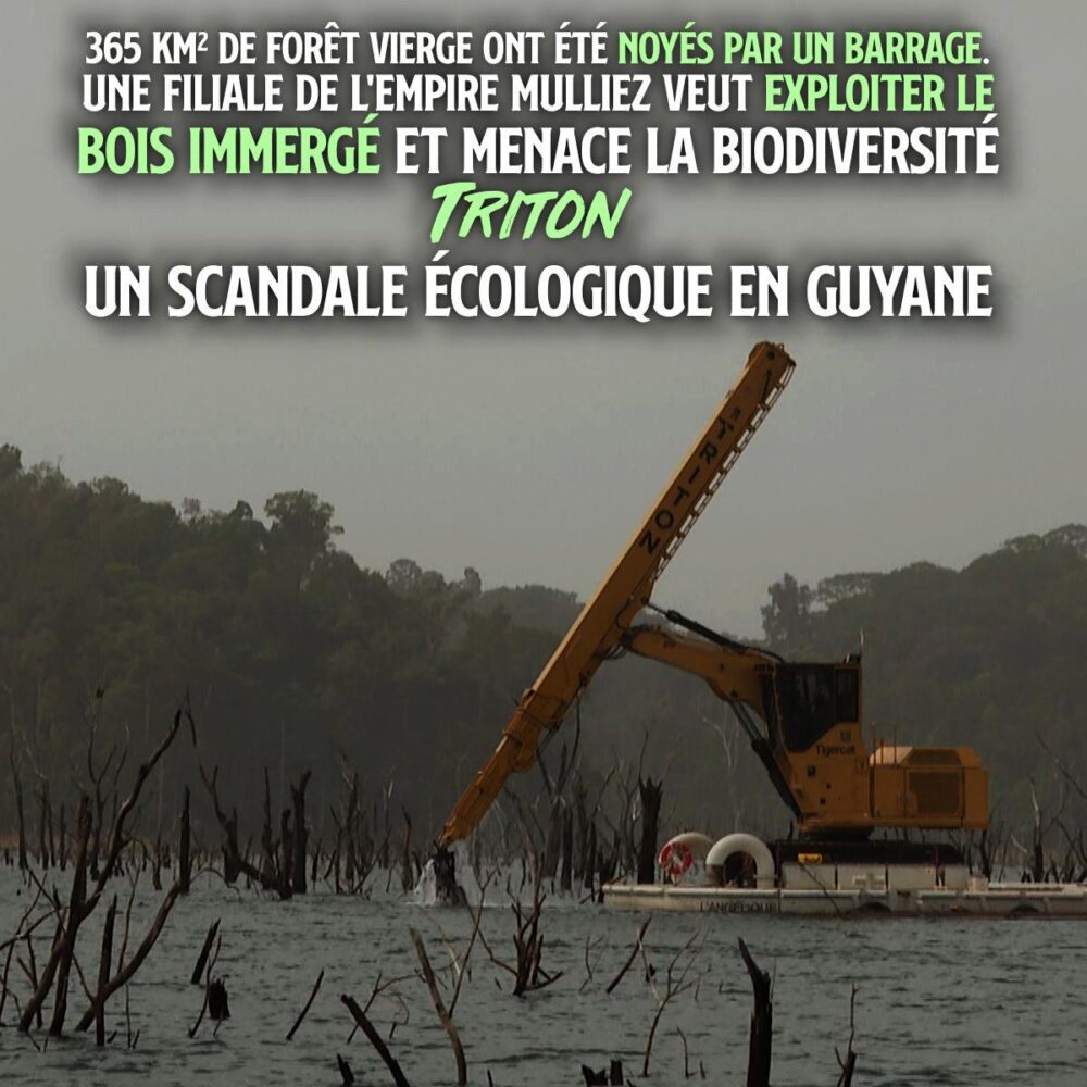 À Petit-Saut, en Guyane, une machine montée sur une barque rase des arbres immergés dans un lac artificiel : le projet Triton risque de détruire cet espace pour la faune sauvage.