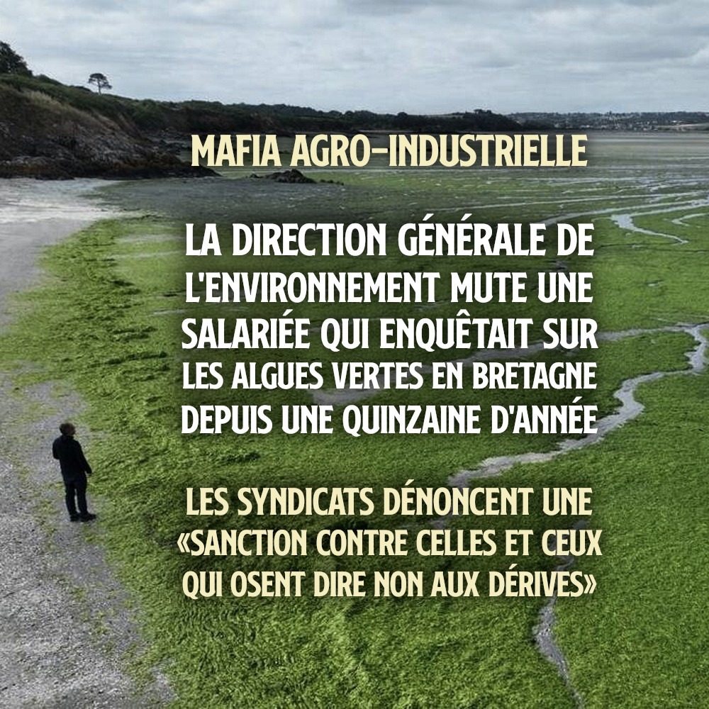 Une plage bretonne recouverte d'algues vertes, produit de la mafia agro-industrielle