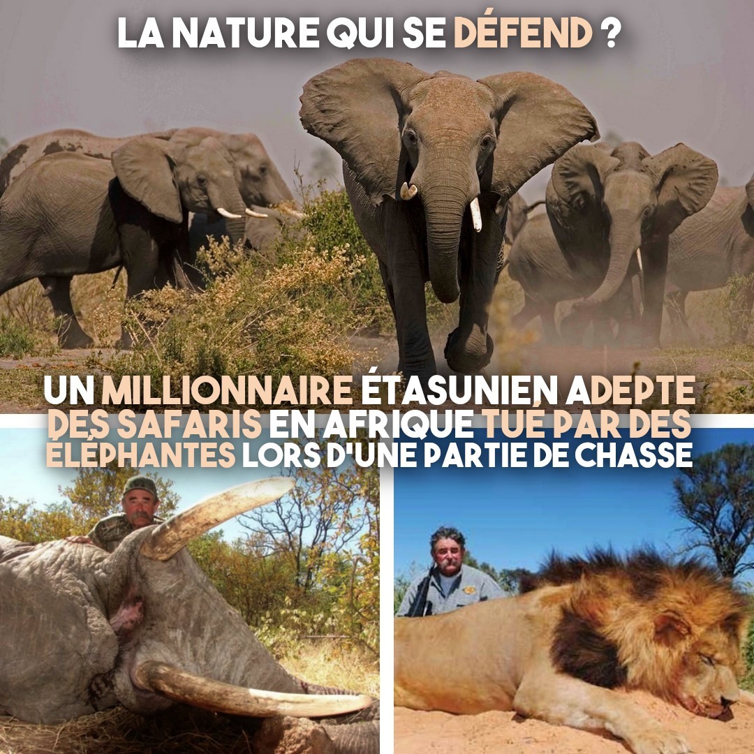En haut : une charge d'éléphants. En bas : Ernie Dosio, millionnaire des USA qui pose devant les cadavres fraîchement abattus d'un éléphant et d'un lion.