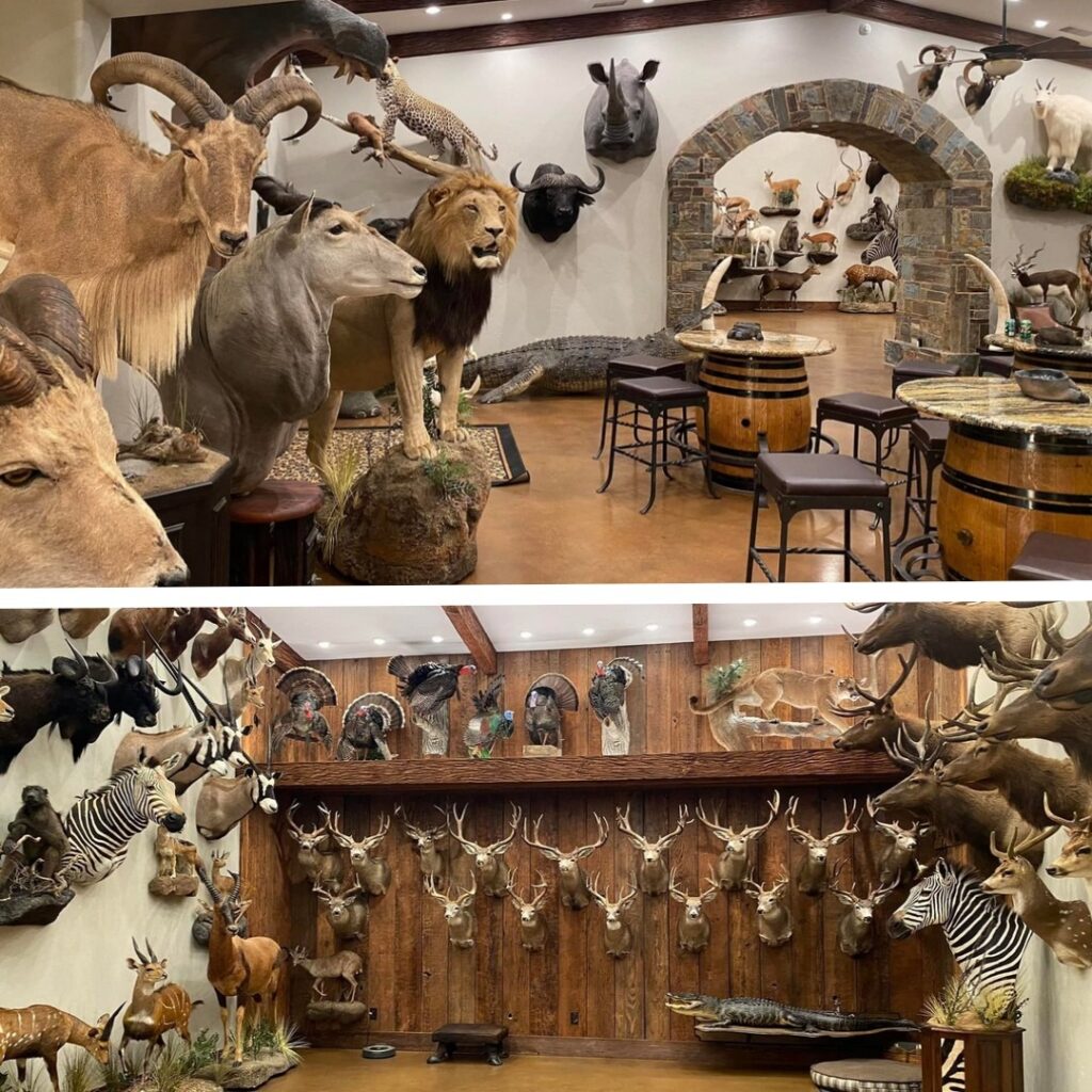 Quelques trophées d'animaux abattus par Ernie Dosio