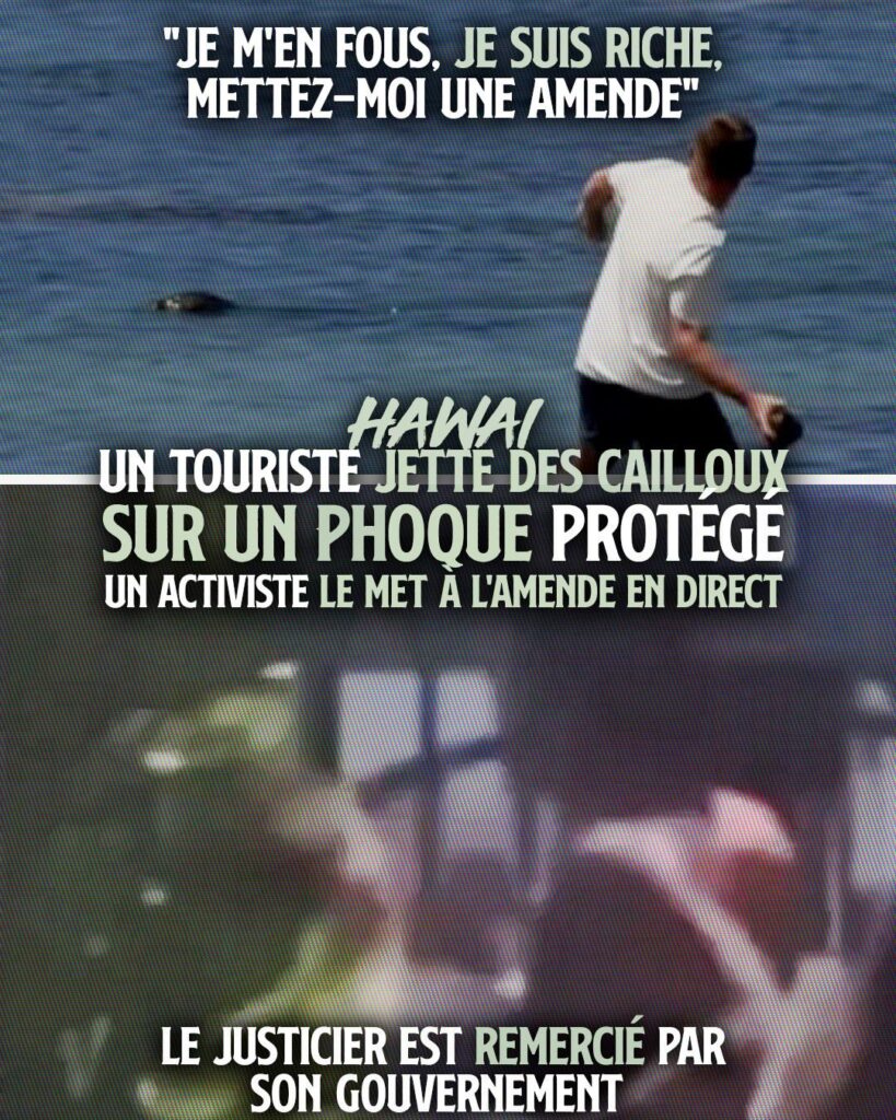 En haut : un touriste jette un énorme caillou sur un phoque qui n'a rien demandé.
En bas : le même touriste se fait défoncer par un militant écologiste hawaïen.