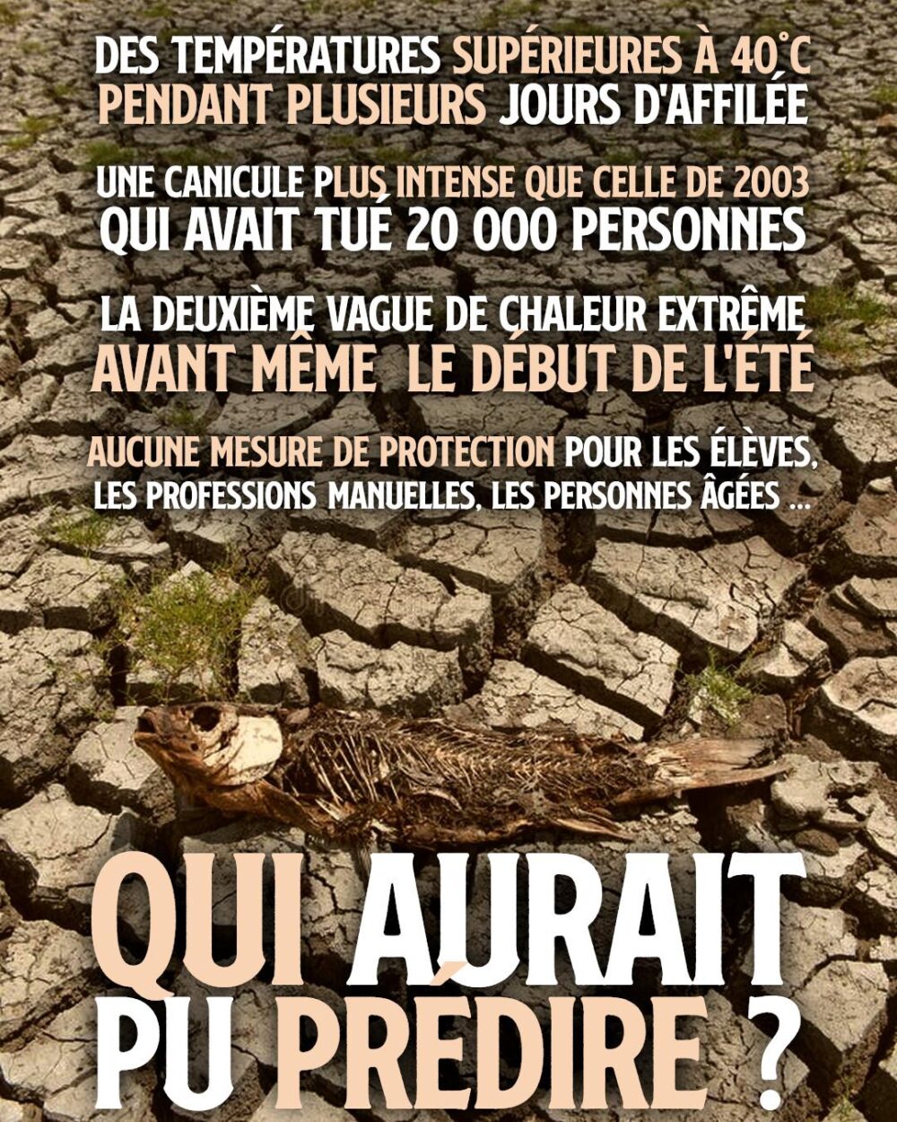 Un poisson mort sur un sol écaillé par la sécheresse : qui aurait pu prédire la succession des canicules ?
