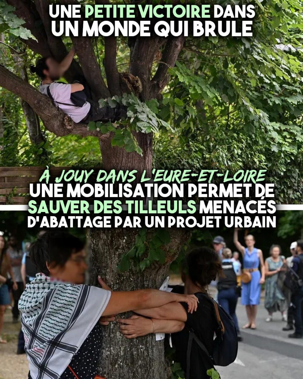 À Jouy, des riverains protègent des tilleuls tels des écureuils