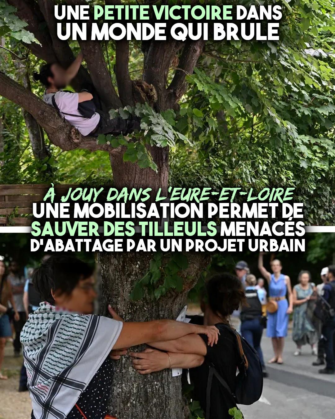 À Jouy, des riverains protègent des tilleuls tels des écureuils