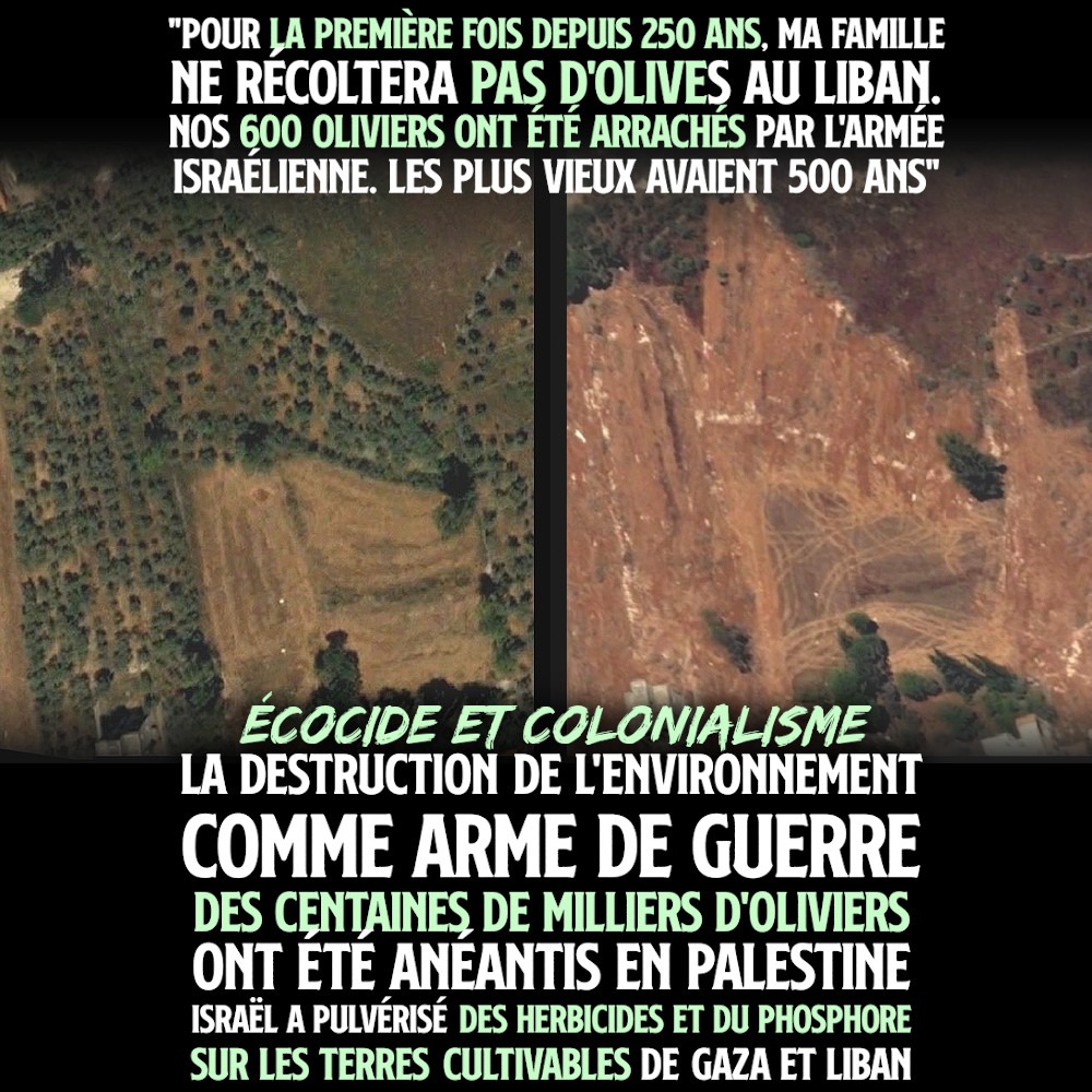 Les oliviers d'Ahmad Chamseddine vus du ciel au Liban, avant et après la destruction par l'État d'Israël.