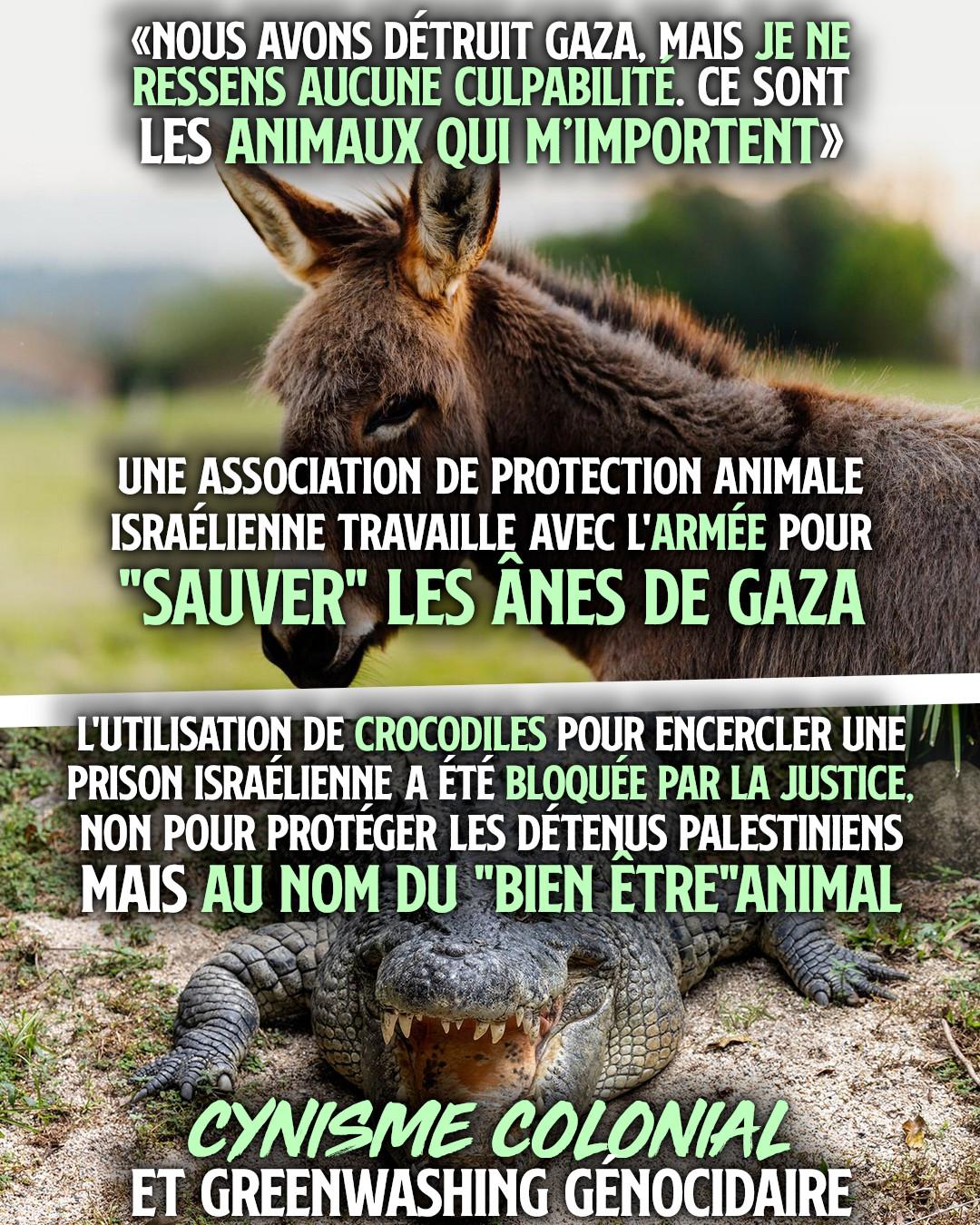 En haut un âne, en bas un crocodile : les droits des animaux préoccupent d'avantage la société israélienne que le sort des palestiniens qui subissent un génocide.