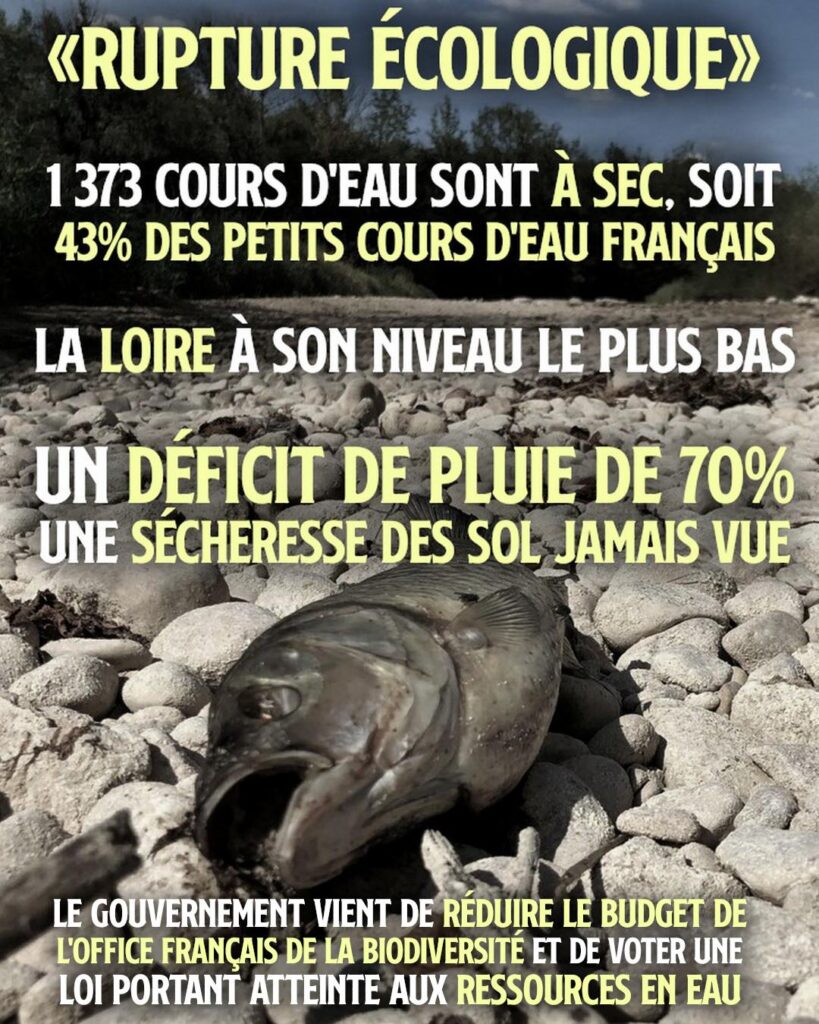 Un poisson mort dans le lit d'une rivière asséchée : une conséquence de la sécheresse qui touche la France actuellement