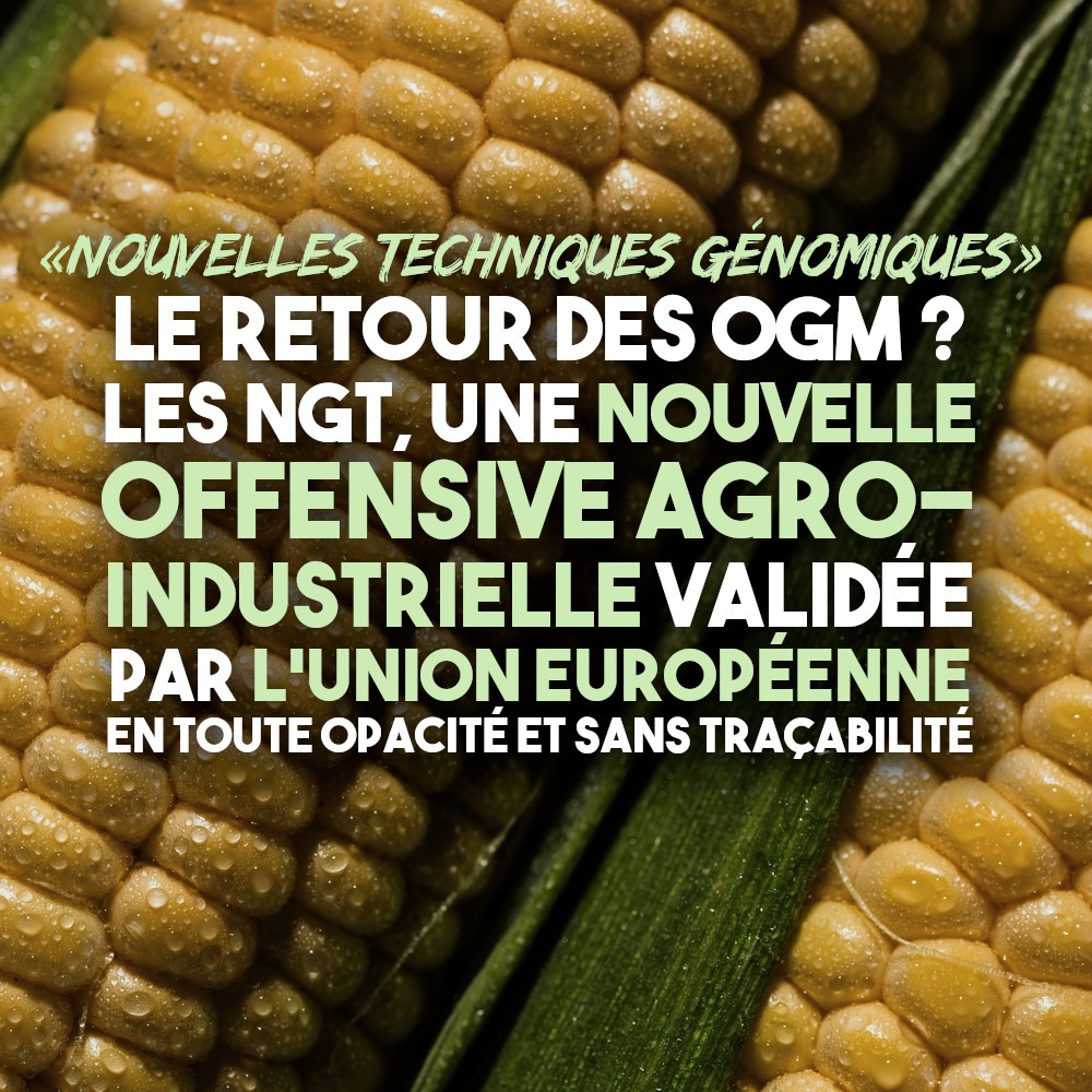 Des épis de maïs, dont on ne pourra bientôt plus savoir s'ils ont été modifiés génétiquement à travers des NGT.