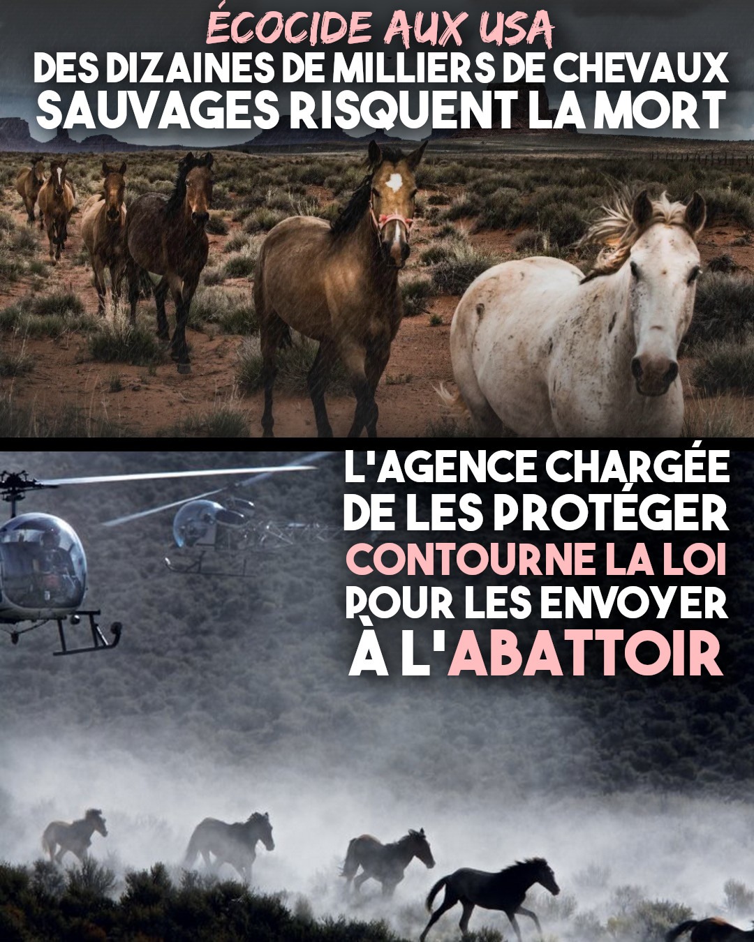 Des mustangs, célèbres chevaux sauvages des États-Unis, pourchassés par des hélicoptères.