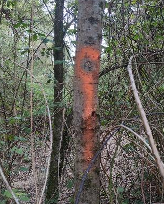 Un arbre tagué pour signaler la présence de clous.